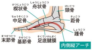 足部の内側縦アーチの図