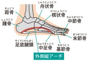 足部の外側縦アーチの図