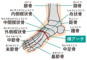 足部の横アーチの図