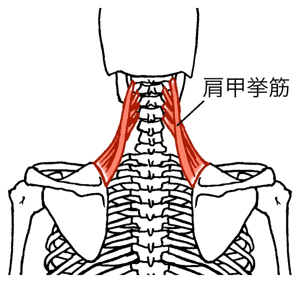 肩甲挙筋の図