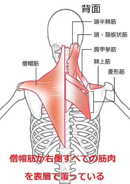 僧帽筋　菱形筋　肩甲挙筋　棘上筋　図