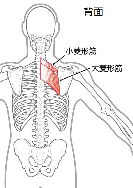 菱形筋の図