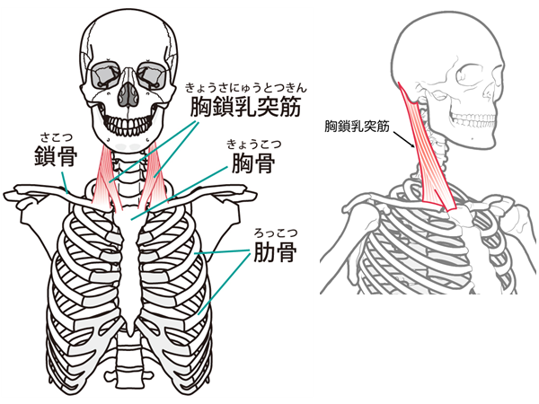 大蔵カイロプラクティック川越伊勢原整体院 胸鎖乳突筋の図1