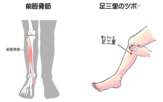 前脛骨筋と足三里のツボ