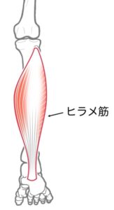 ヒラメ筋の単体の図