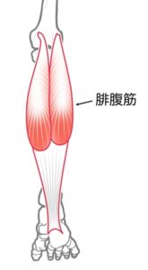 腓腹筋の単体の図
