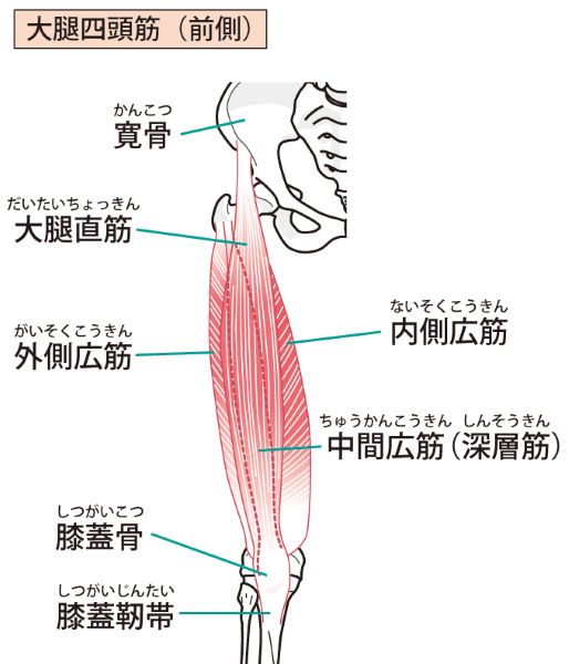 大腿四頭筋の図 ぷりこ作