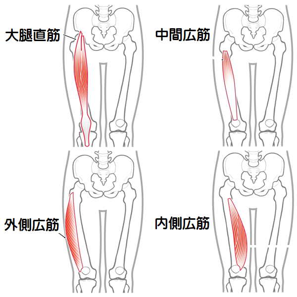 大腿四頭筋の図 4図まとめ