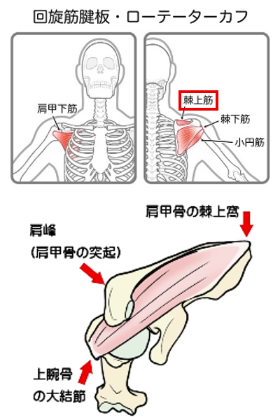 ローテーターカフと棘上筋の図