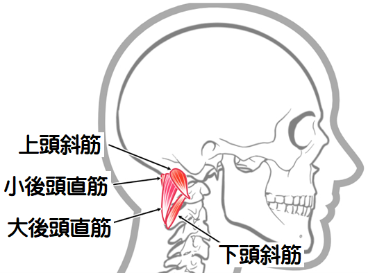 後頭下筋群の図2