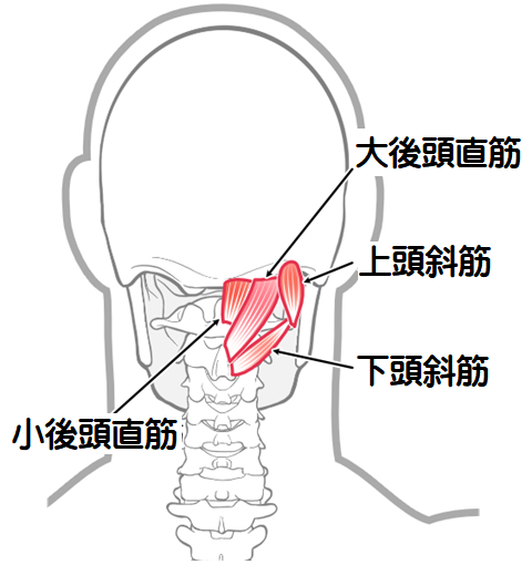 後頭下筋群の図1