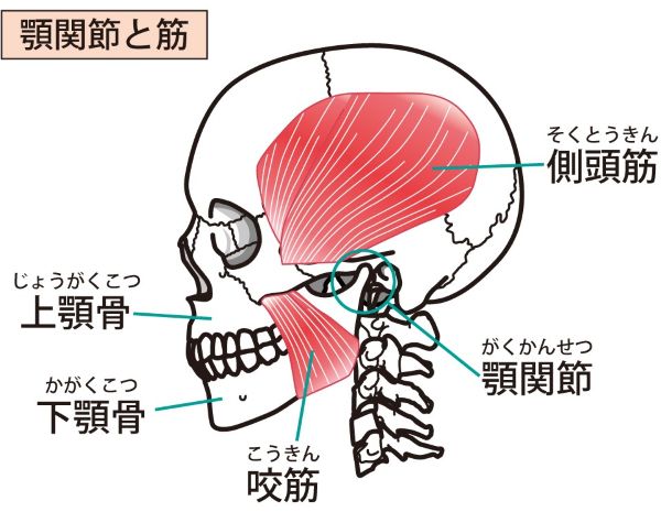 側頭筋・咬筋・顎関節